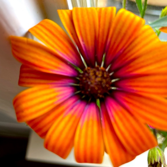 Meet your Posher, Elizabeth - Picture 1 of 1